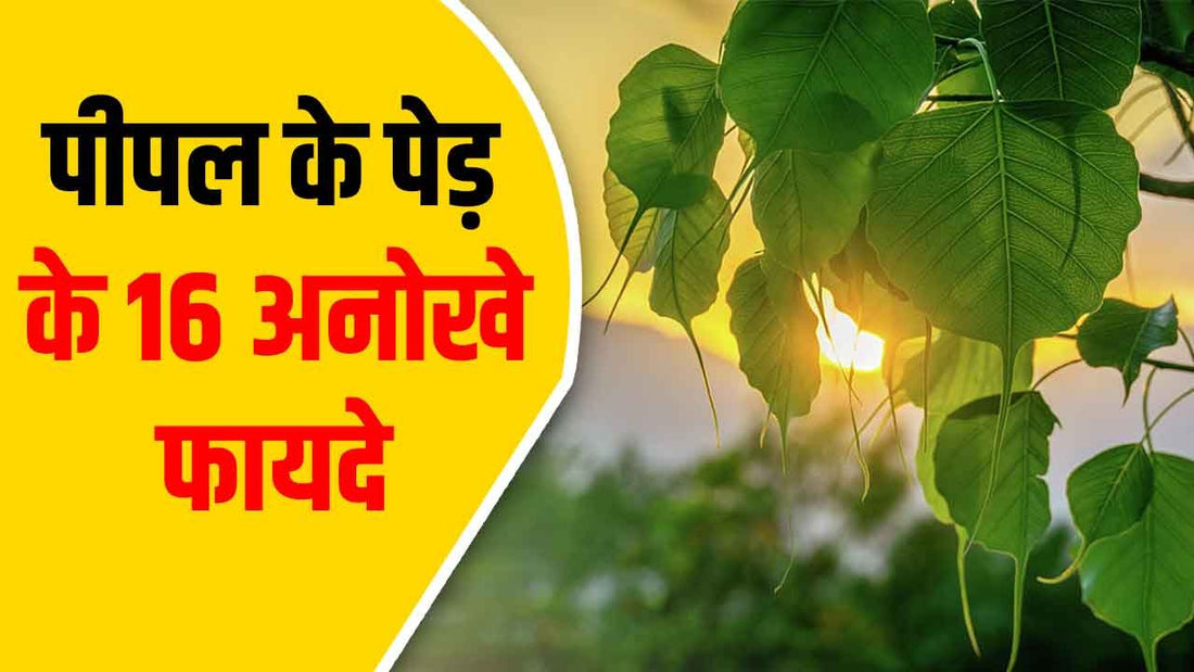 16 unique benefits of Peepal tree