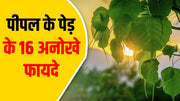 16 unique benefits of Peepal tree